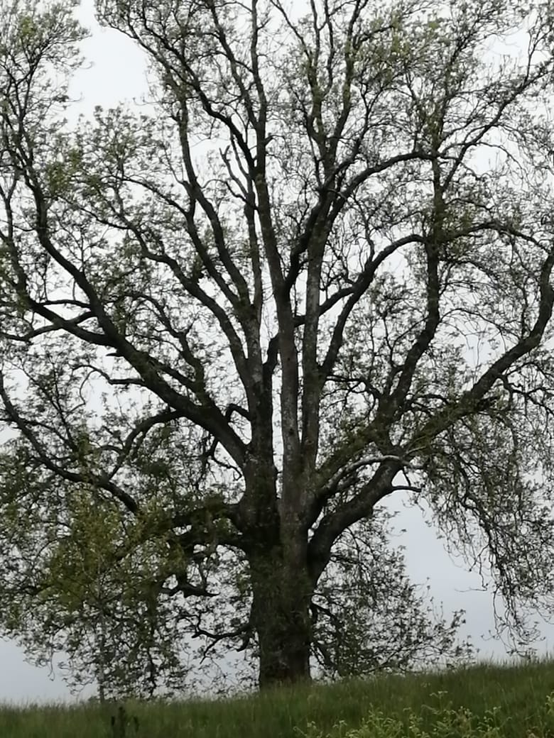 The Great Ash